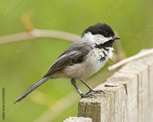 Chickadee banded