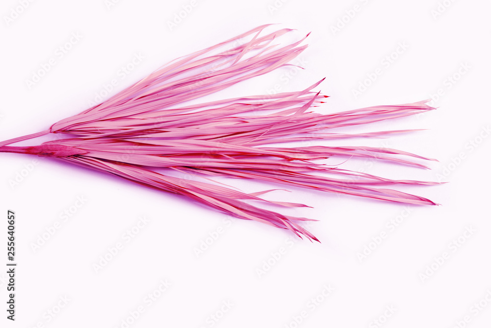 Pink dry branch isolated white background yellow tropical palm grass weed grassy plastic purple