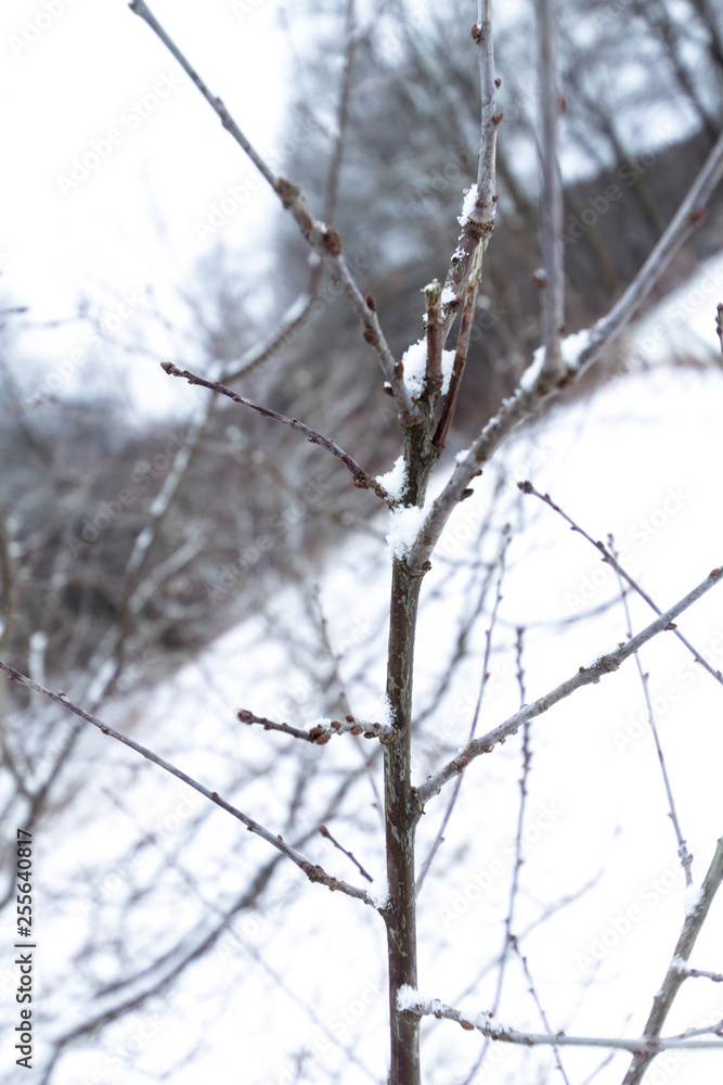 Branch of a snow-covered tree in a close-up image located in a winter landscape Branch of a snow-covered tree in a close-up image located in a winter landscape