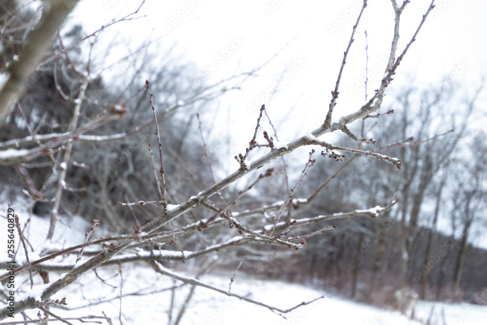 Branch of a snow-covered tree in a close-up image located in a winter landscape Branch of a snow-covered tree in a close-up image located in a winter landscape
