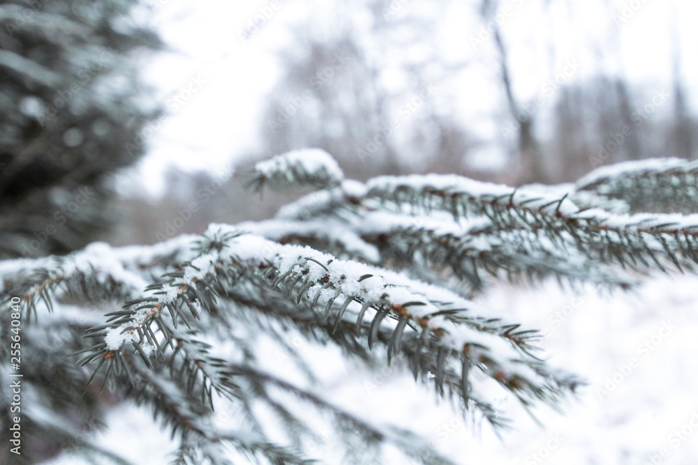 Fir branch covered with snow in a European winter snowy landscape, close-up shot Fir branch covered with snow in a European winter snowy landscape, close-up shot