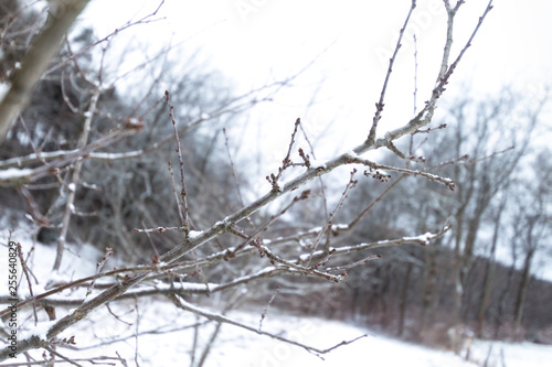 Branch of a snow-covered tree in a close-up image located in a winter landscape