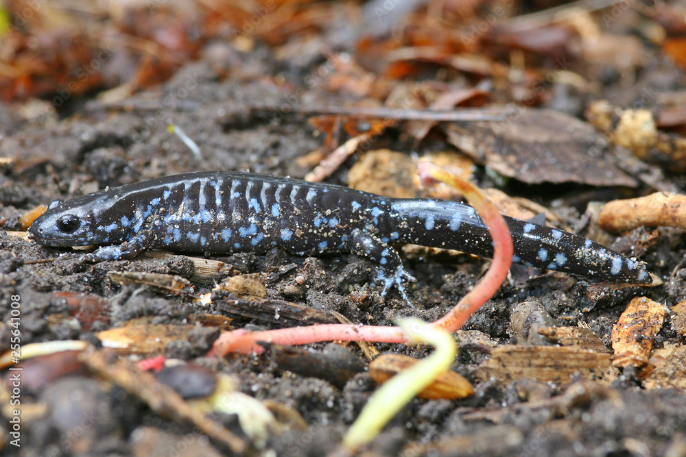 Spotted salamander Spotted salamander