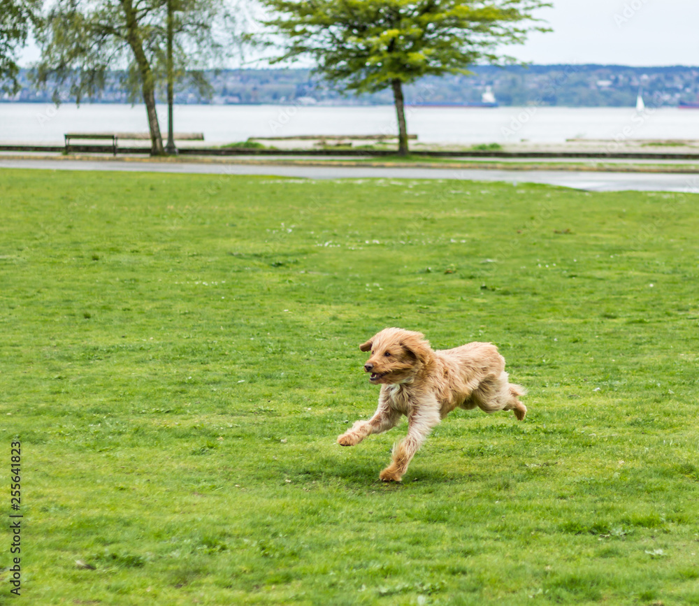 Happy Labradoodle dog running in a grassy field. Happy Labradoodle dog running in a grassy field.