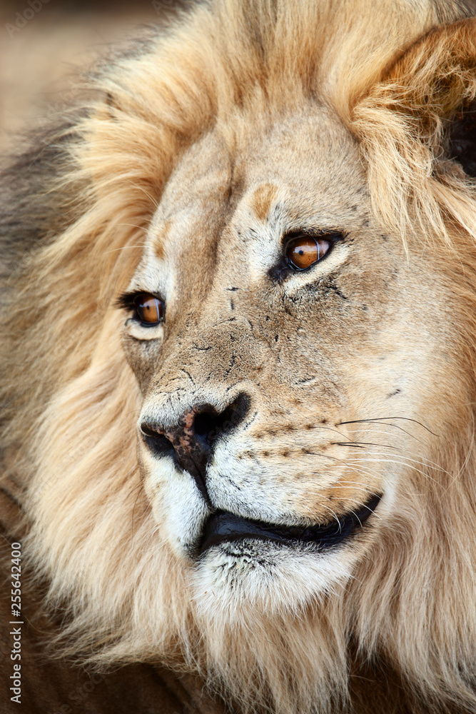 Close-up of a Kalahari male lion thats carefully watching over it shoulder while another lion is approaching. Panthera leo Close-up of a Kalahari male lion thats carefully watching over it shoulder while another lion is approaching. Panthera leo