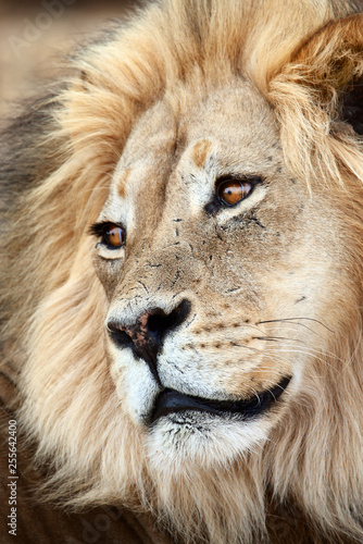 Close-up of a Kalahari male lion thats carefully watching over it shoulder while another lion is approaching. Panthera leo