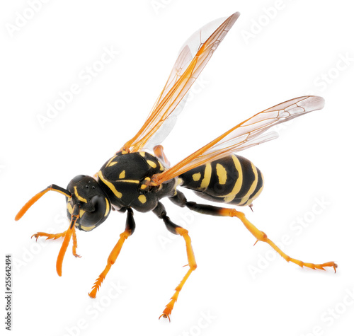 macro shot of wasp isolated on white background. Close up of wasp insect. Full depth of field. © Roman Samokhin