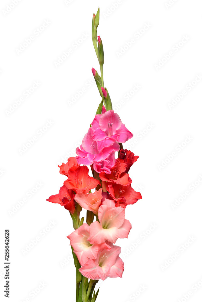 Beautiful multicolored bouquet gladiolus delicate flower isolated on white background. Nature, macro. Creative spring concept. Floral, object. Flat lay, top view Beautiful multicolored bouquet gladiolus delicate flower isolated on white background. Nature, macro. Creative spring concept. Floral, object. Flat lay, top view