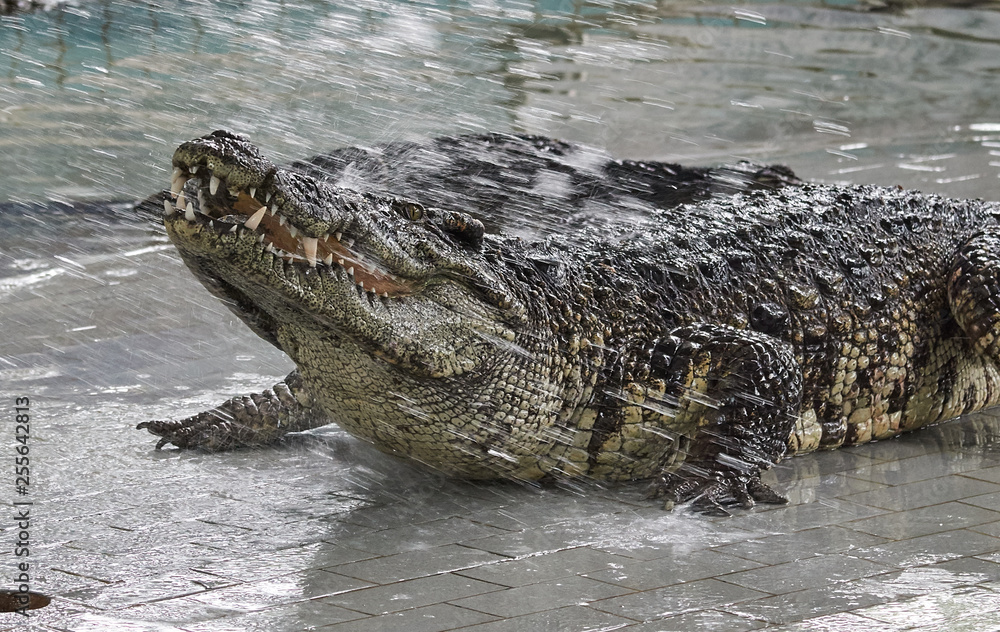 Obraz premium Big crocodile shows teeth