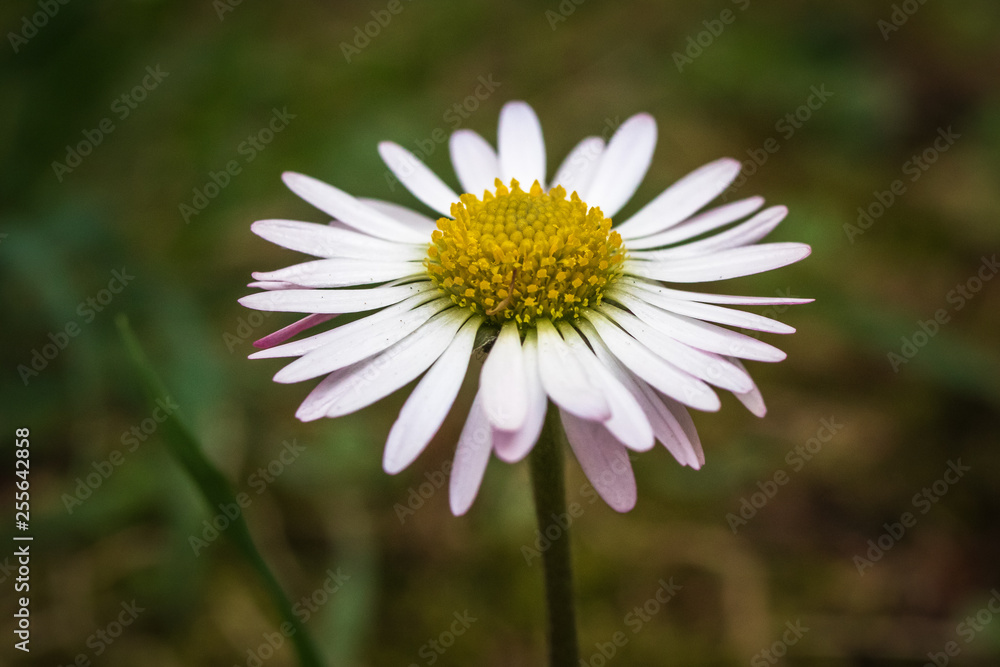Macro shot of daisy flower or bellis perennis on the meadow Macro shot of daisy flower or bellis perennis on the meadow