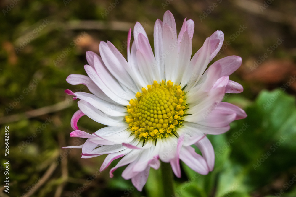 Fototapeta premium Macro shot of daisy flower or bellis perennis on the meadow