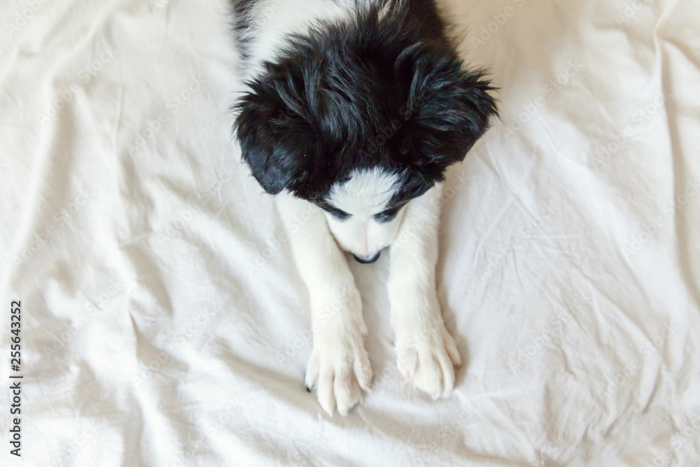 Funny portrait of cute smilling puppy dog border collie lay on pillow blanket in bed. New lovely member of family little dog at home lying and sleeping. Pet care and animals concept Funny portrait of cute smilling puppy dog border collie lay on pillow blanket in bed. New lovely member of family little dog at home lying and sleeping. Pet care and animals concept