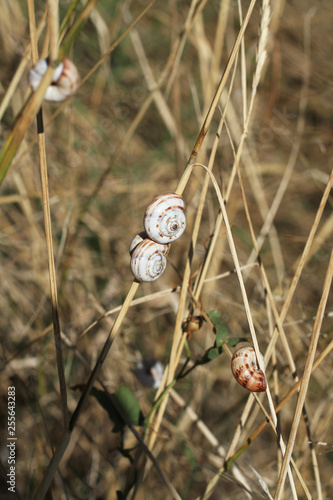 Small snails attached to dry stalks against the background of dry grass