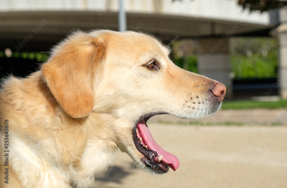 labrador retriever dog portrait open mouth blurred background