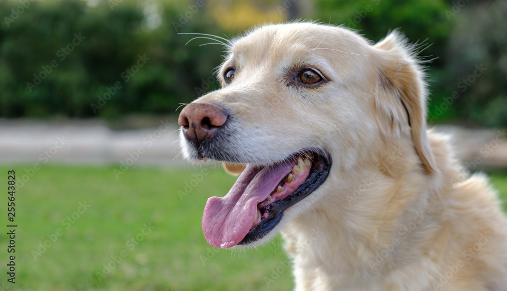 labrador retriever dog portrait open mouth blurred background labrador retriever dog portrait open mouth blurred background