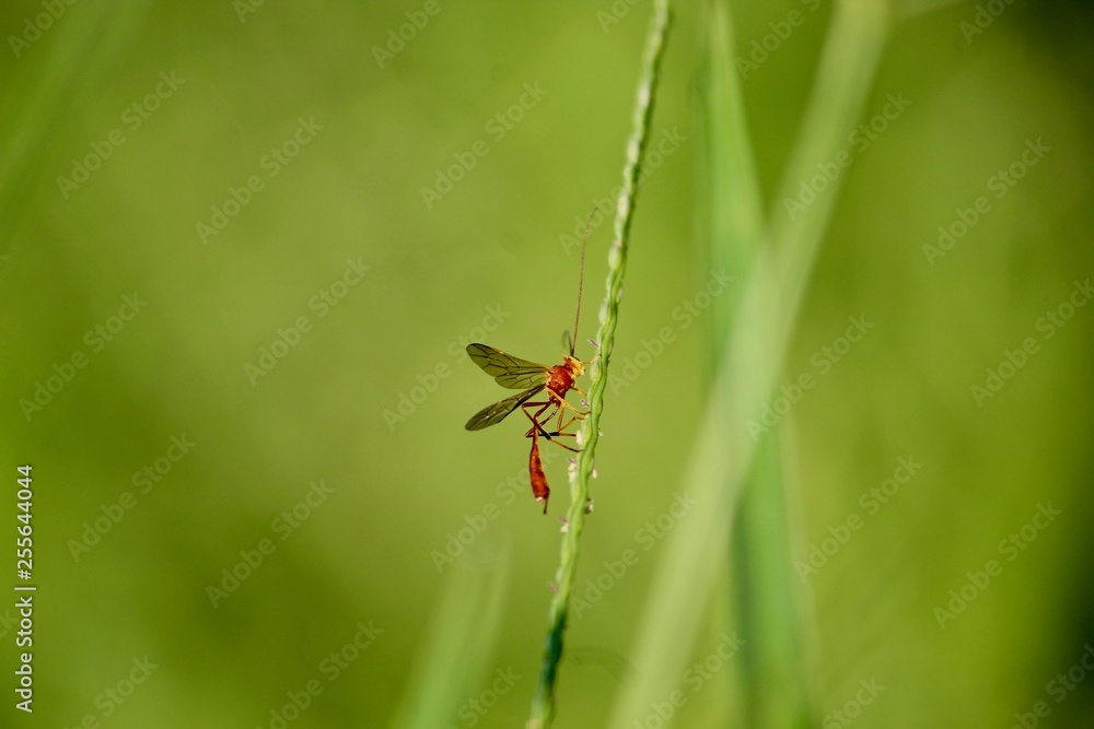 Insecto esperando por la presa en la cual dejará sus huevecillos. Insecto esperando por la presa en la cual dejará sus huevecillos.