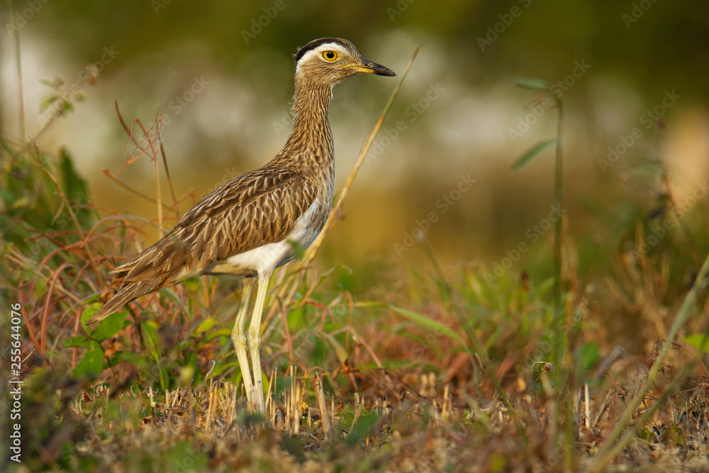 Double-striped Thick-knee - Burhinus bistriatus is stone-curlew family Burhinidae, resident breeder in Central and South America, Mexico, Colombia, Venezuela, Brazil, Nicaragua Double-striped Thick-knee - Burhinus bistriatus is stone-curlew family Burhinidae, resident breeder in Central and South America, Mexico, Colombia, Venezuela, Brazil, Nicaragua