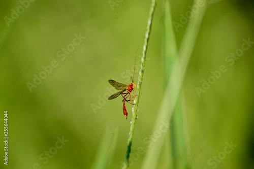 Insecto esperando por la presa en la cual dejará sus huevecillos. photo