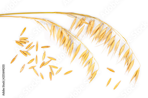 oat spike with grains isolated on white background. Top view. Flat lay