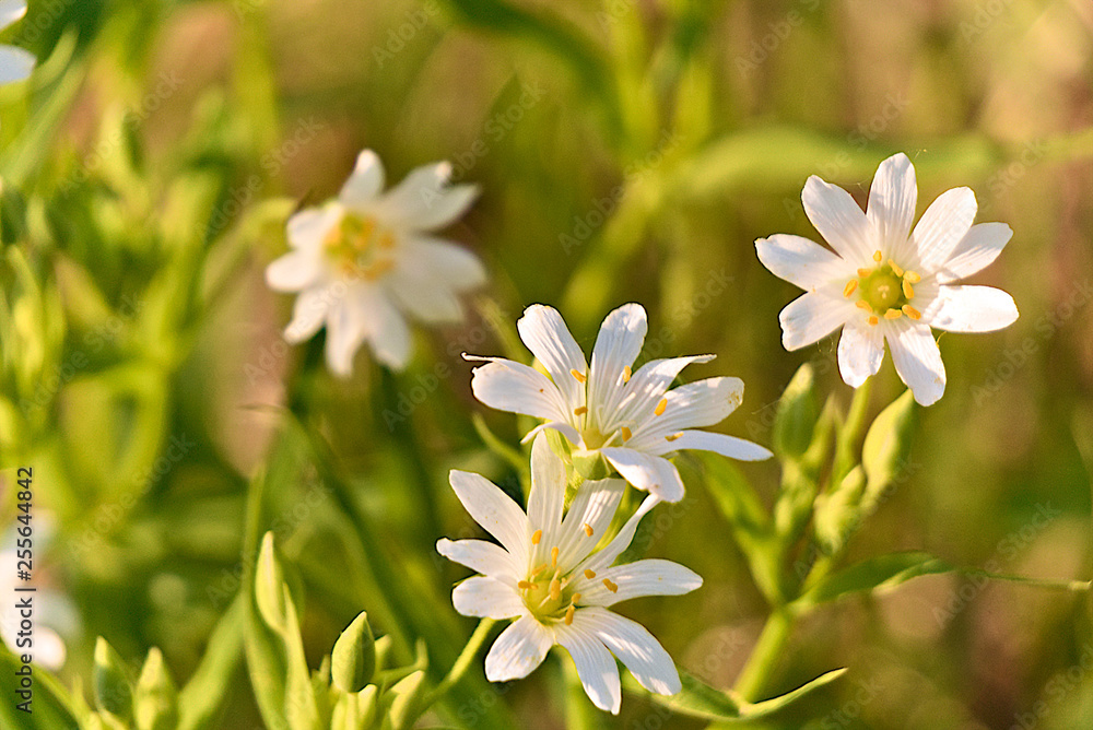 Starry Caryophillaceae white flower of spring forest. Starry Caryophillaceae white flower of spring forest.