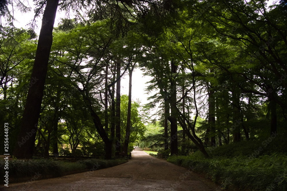 road in forest