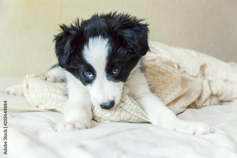 Funny portrait of cute smilling puppy dog border collie lay on pillow blanket in bed. New lovely member of family little dog at home lying and sleeping. Pet care and animals concept