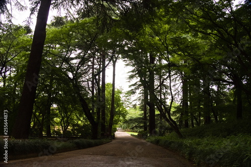 Obraz na płótnie road in forest w salonie