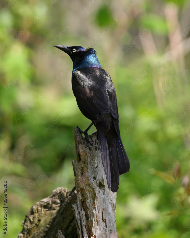 grackle grackle