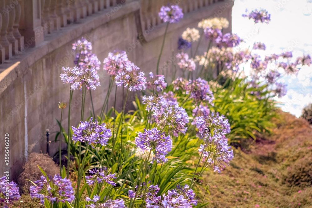 Obraz premium Purple flowers flowing in the wind against a granite wall in California