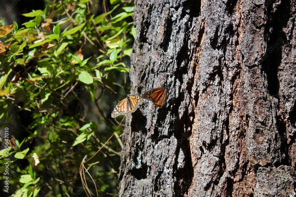 Mariposas monarca descansando en un tronco de oyamel Mariposas monarca descansando en un tronco de oyamel