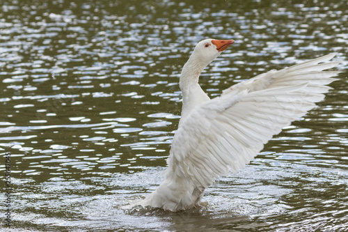 GOOSE FLAPPING WINGS