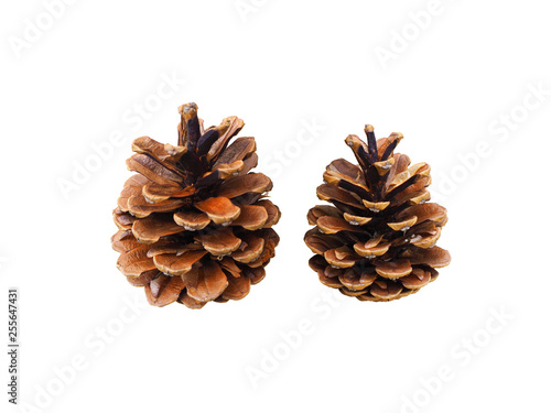 Pine cone. Two pine cones isolated on white background