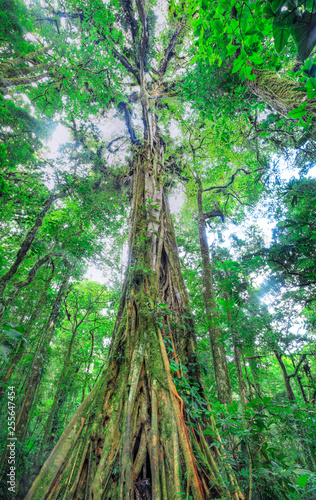 A massive tree dominates the jungle canopy and provides a home for dozens of epiphytic species. Monteverde, Costa Rica.