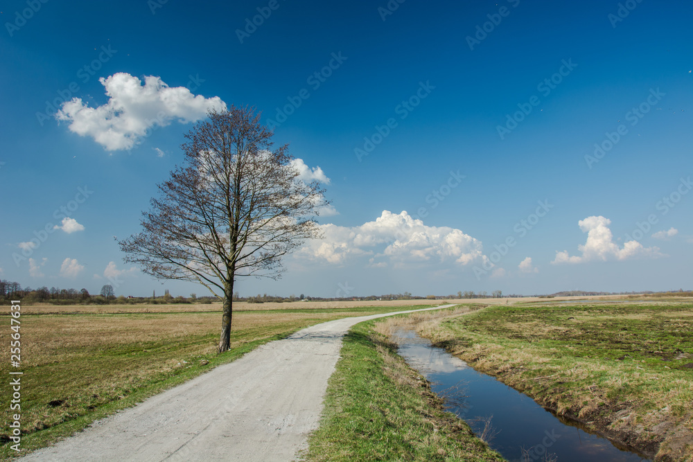 Lonely tree next to gravel road, water canal and clouds on blue sky