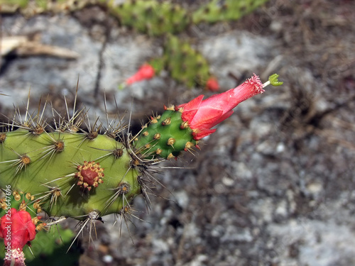 Flor de un nopal silvestre de México photo