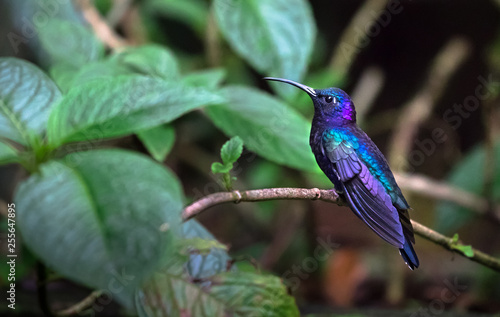 Violet sabrewing (Campylopterus hemileucurus), adult male, perched on a branch in Monteverde National Park, Costa Rica.