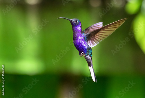 Violet sabrewing (Campylopterus hemileucurus), adult male, in flight. Monteverde National Park, Costa Rica. photo