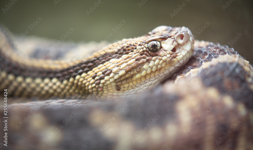 Neotropical rattlesnake (Crotalus durissus) resting in Costa Rica.