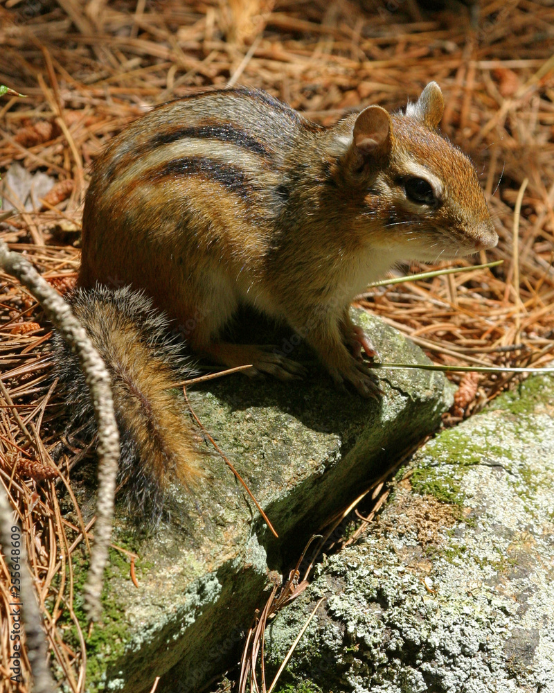 Obraz premium Chipmunk