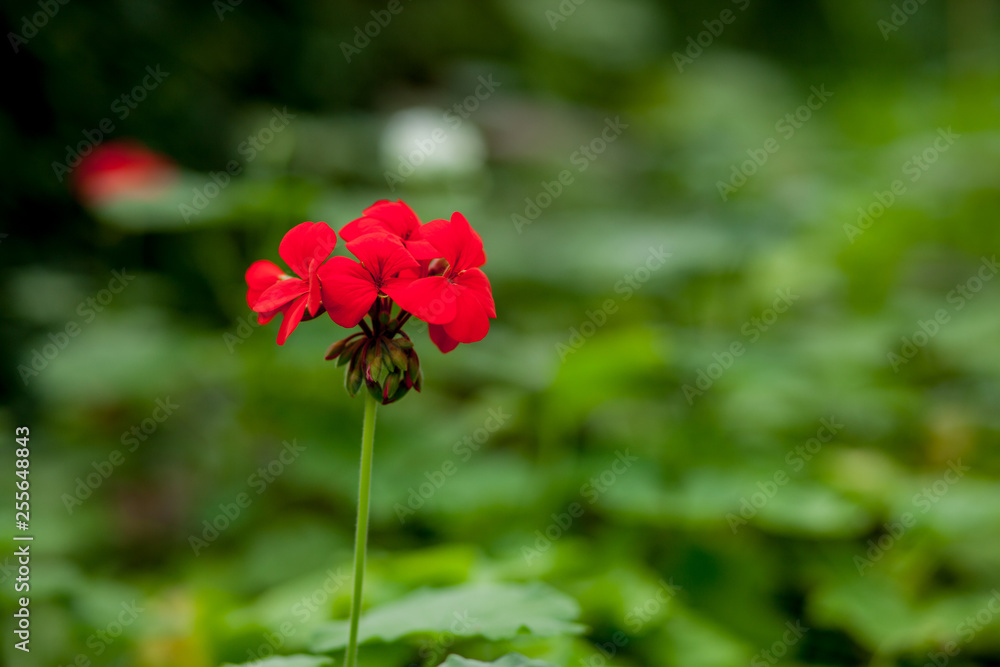 A lovely red geranium flower in its natural setting A lovely red geranium flower in its natural setting