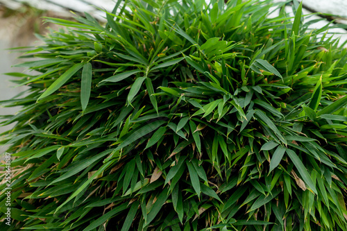 Hakonechloa macra Aureola Japanese forest grass  Hakone grass