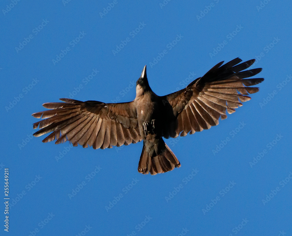 Obraz premium flying crow isolated in the sky