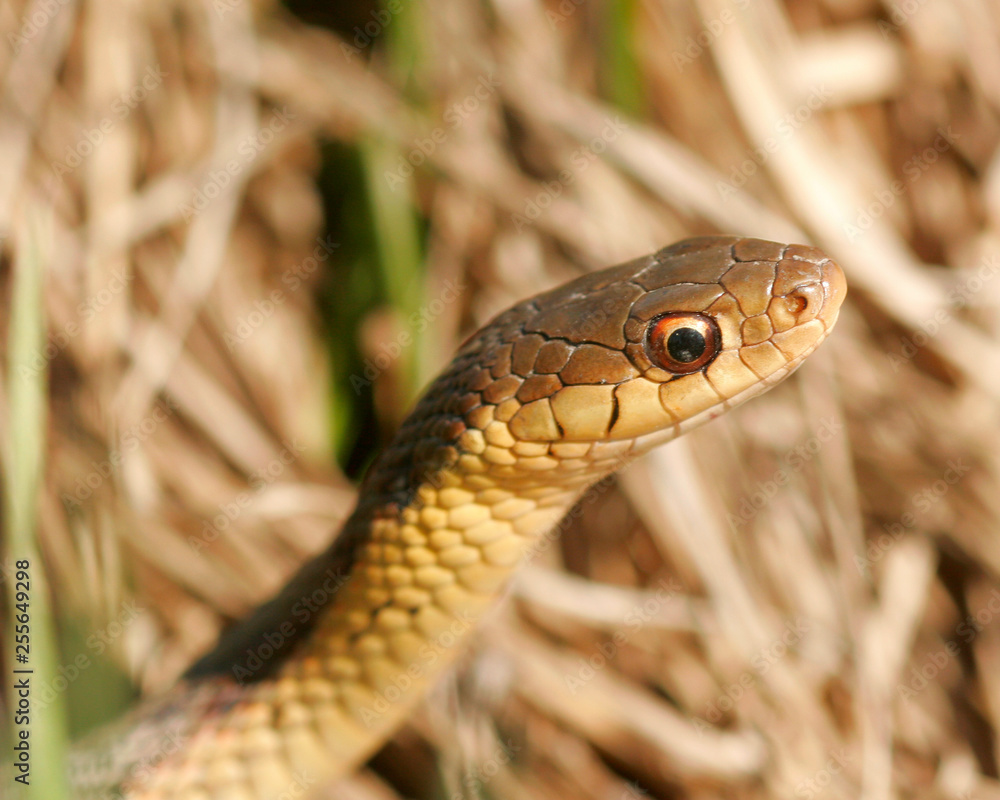 Obraz premium Gartersnake
