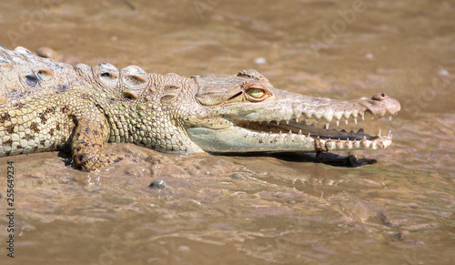 American crocodile (Crocodylus acutus) juvenile in the mangroves near Sierpe, Costa Rica.
