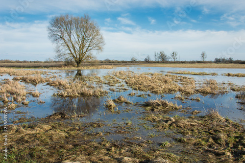Wild meadow with dry grasses flooded with water and a tree without leaves