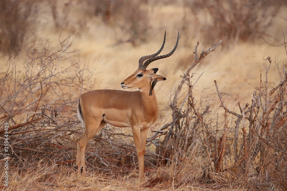 A bird whispers something to the Impala A bird whispers something to the Impala