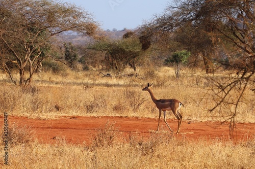 A female gerenuk in the wild
