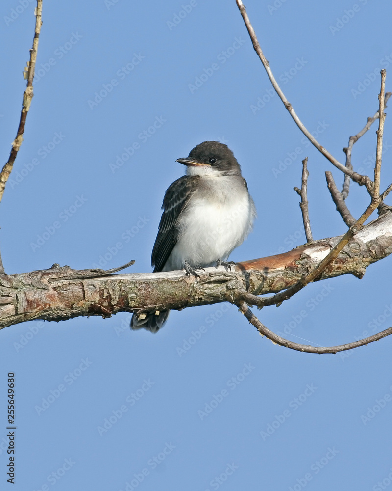 Fototapeta premium Flycatcher