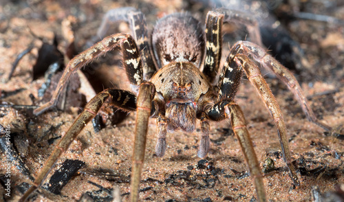 Wolf spider (family Lycosidae), Osa Peninsula, Costa Rica.
