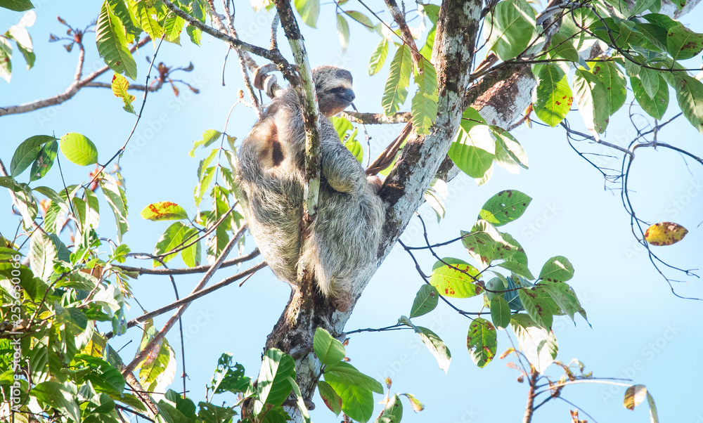 Fototapeta premium Brown-throated sloth (Bradypus variegatus), a type of three-toed sloth, sitting in a tree on the Osa Peninsula, Costa Rica.